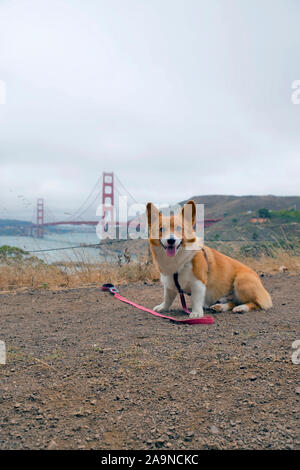 Noodles the COrgi Stock Photo