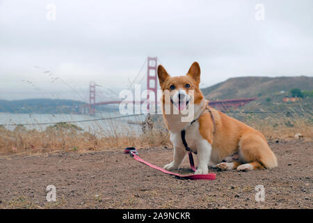 Noodles the COrgi Stock Photo