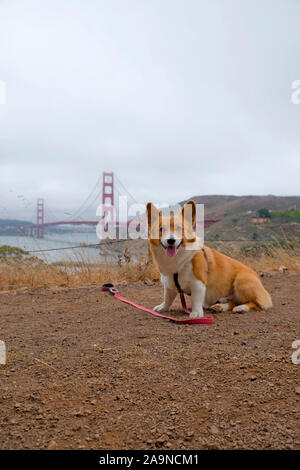 Noodles the COrgi Stock Photo