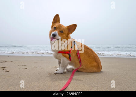 Noodles the COrgi Stock Photo