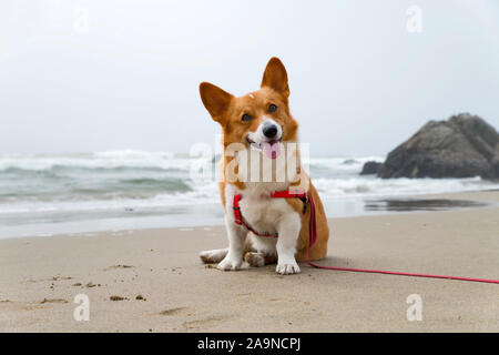 Noodles the COrgi Stock Photo