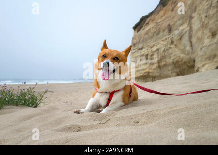 Noodles the COrgi Stock Photo
