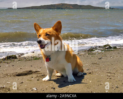 Noodles the Corgi Stock Photo