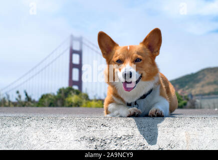 Noodles the Corgi Stock Photo