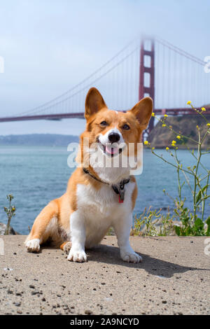 Noodles the Corgi Stock Photo