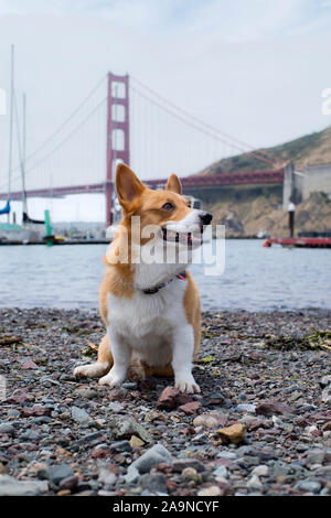 Noodles the Corgi Stock Photo