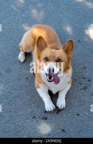 Noodles the Corgi Stock Photo