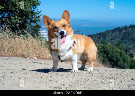 Noodles the Corgi Stock Photo