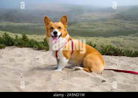 Noodles the Corgi Stock Photo