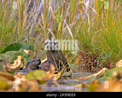 Curious River Otters watching from behind grasses in lili pad covered lake. Stock Photo