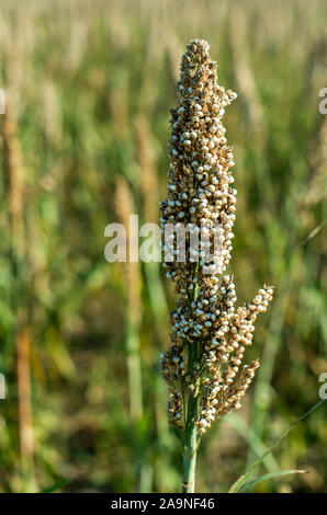 Millet plantations in the field. Bundles of millet seeds. Millet farm. Sorghum field. Other names include durra, Egyptian millet, feterita, Guinea cor Stock Photo