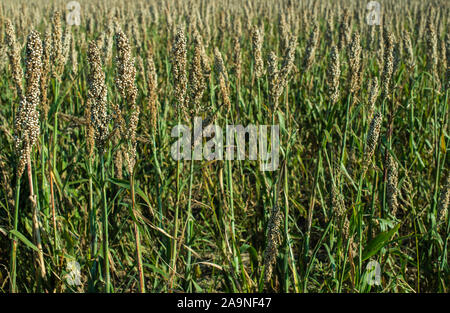 Millet plantations in the field. Bundles of millet seeds. Millet farm. Sorghum field. Other names include durra, Egyptian millet, feterita, Guinea cor Stock Photo