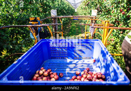 Harvest apples in big industrial apple orchard. Machine and crate for picking apples. Concept for growing and harvesting apples through automatization Stock Photo