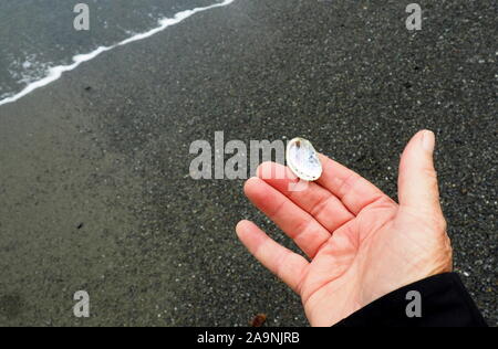 A tiny paua (abalone) shell, held on a New Zealand beach Stock Photo