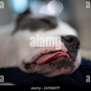 A tired and fatigued american staffordshire terrier sleeps with his tongue sticking out Stock Photo
