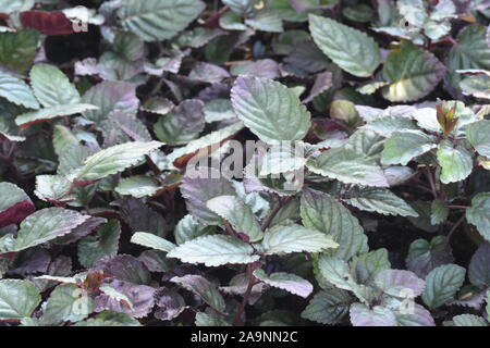 Redivy, Red flame ivy or Hemigraphis alternate Stock Photo