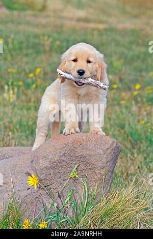 Golden Retriever puppy in meadow, standing on rock, playing with stick. Stock Photo