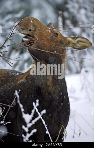 Closeup of big Moose Cow standing in deep snow, feeding on willow branches. Stock Photo