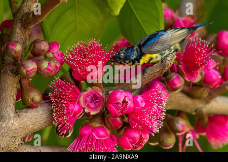Male Olive-backed Sunbird perching on Malay Apple tree near its flowers Stock Photo