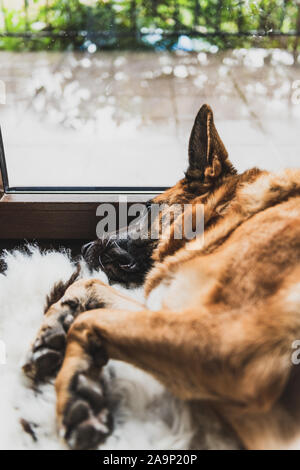 Sleeping Dog on Floor by Window on Rainy Moody Day. Boring Day in Bad Weather . Stock Photo