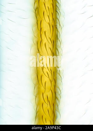 Micrograph of a vein on an insect wing, magnification is about 824x when printed 10cm tall Stock Photo