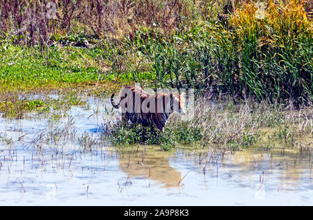 A prowling tiger in the water. Photographed in Colorado,United States of America. Stock Photo