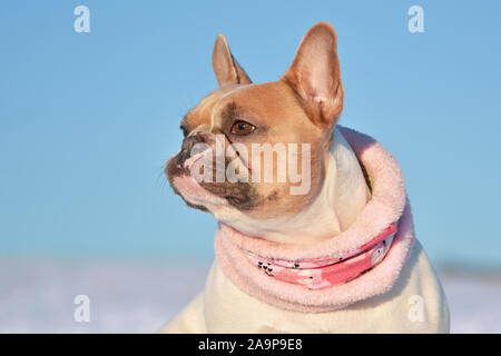 Portrait of eed pied French Bulldog dog wearing a warm pink winter scarf in front of winter snow landscape Stock Photo