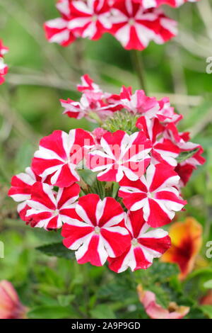 Verbena. Verbena samira 'Deep Red Star' blooming in a hanging basket Stock Photo