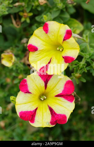 Petunia 'Amore Queen of Hearts' in a hanging basket displaying distinctive heart shaped petal patterns. Stock Photo