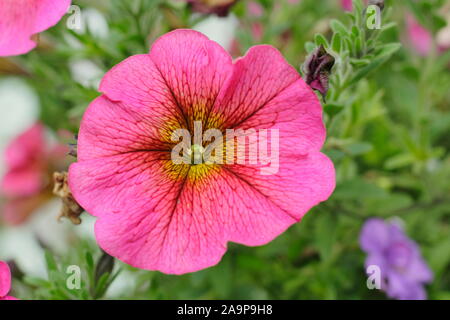 Petchoa Beautical 'Sunray Pink', a Petunia x Calibrachoa hybrid in a ...