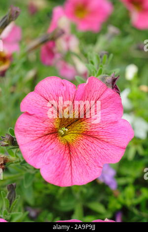 Петхоа beautical sunray pink фото