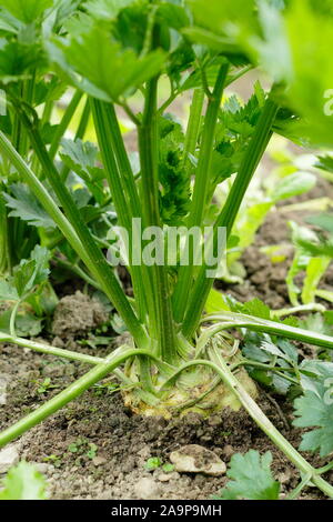 Celeriac 'Brilliant' growing in rows in a kitchen garden in late summer Stock Photo