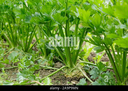 Celeriac 'Brilliant' growing in rows in a kitchen garden in late summer Stock Photo