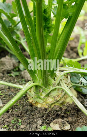 Celeriac 'Brilliant' growing in rows in a kitchen garden in late summer Stock Photo