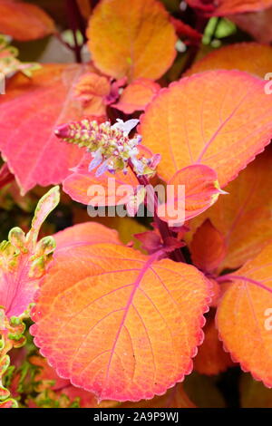 Solenostemon scutellarioides Campfire. Coleus 'Campfire' displaying flower and distinctive orange foliage in late summer. UK Stock Photo