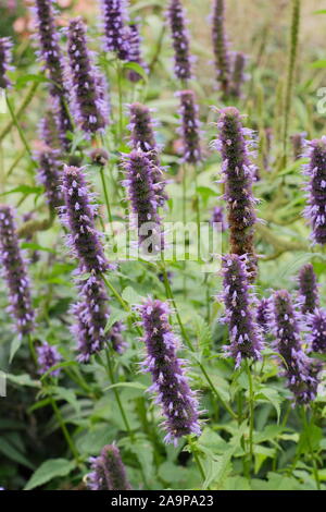 Agastache 'Blackadder' giant hyssop herbaceous perennial displaying distinctive flower spikes in September. UK Stock Photo