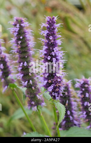 Agastache 'Blackadder' giant hyssop herbaceous perennial displaying distinctive flower spikes in September. UK Stock Photo