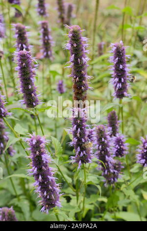 Agastache 'Blackadder' giant hyssop herbaceous perennial displaying distinctive flower spikes in September. UK Stock Photo