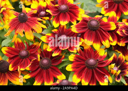 Rudbeckia hirta Toto 'Rustic' gloriosa daisy flowering in a late summer garden border. AGM Stock Photo