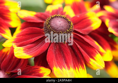 Rudbeckia hirta Toto 'Rustic' gloriosa daisy flowering in a late summer garden border. AGM Stock Photo