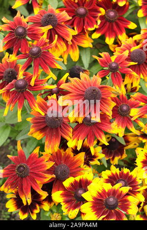 Rudbeckia hirta Toto 'Rustic' gloriosa daisy flowering in a late summer garden border. AGM Stock Photo