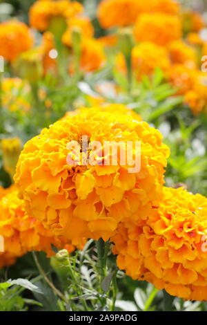 Tagetes erecta. African Marigold 'Marvel Orange' displaying distinctive large double blooms in alte summer. F1. Stock Photo