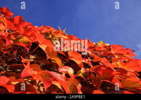 Autumn leaves. Stock Photo