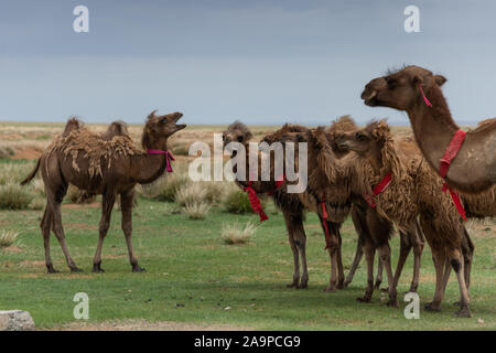 Camels in the Gobi Desert, Mongolia Stock Photo