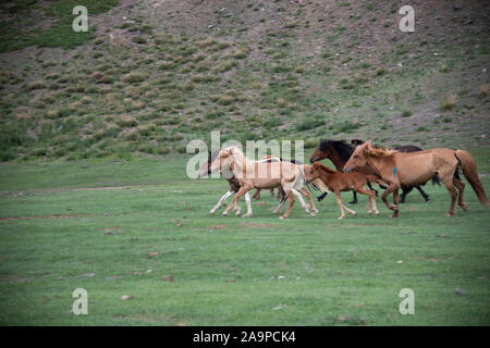 wild mongolian horses running in a steppe Stock Photo - Alamy