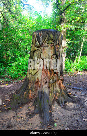 Holly Hill Woodland Park, Fareham, Southampton, Hampshire, UK Stock Photo