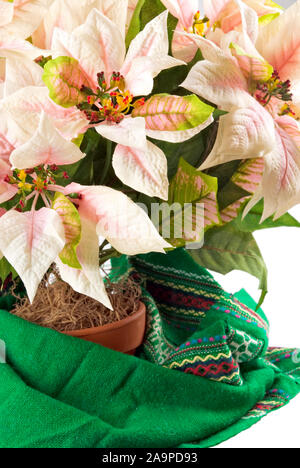 Decorative pink and white colored silk flower poinsettia flower. Focus on the flowers in the foreground. Stock Photo