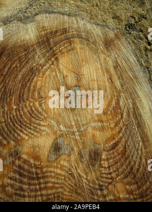 A freshly cut tree, where the sap and moisture is still present, giving the tree rings a lovely dark brown color. Stock Photo