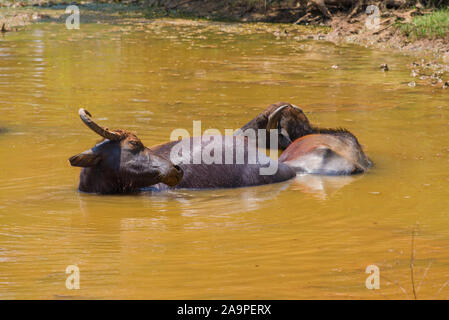 Two Asian water buffaloes in a pond on a sunny hot day. Yala National Natural Park, Sri Lanka