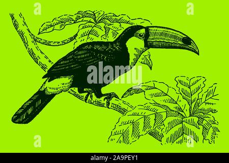 Toco toucan (ramphastos toco) with a huge bill sitting on a branch on a green background. Editable in layers Stock Vector